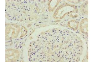 Immunohistochemistry of paraffin-embedded human kidney tissue using ABIN7152413 at dilution of 1:100 (FBXO24 anticorps  (AA 1-200))