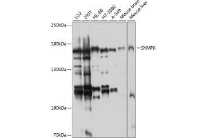 Western blot analysis of extracts of various cell lines, using SYMPK antibody (ABIN6128787, ABIN6148761, ABIN6148762 and ABIN6224767) at 1:1000 dilution. (Symplekin anticorps  (AA 310-530))