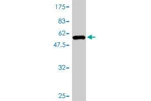 Western Blot detection against Immunogen (52.