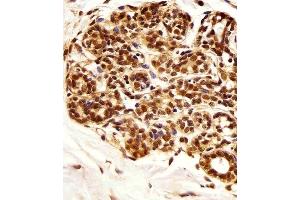 Immunohistochemical analysis of paraffin-embedded H.