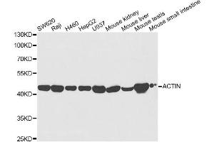 Western blot analysis of extracts of various cell lines, using ACAT1 antibody (ABIN5973073) at 1/5000 dilution. (ACAT1 anticorps)