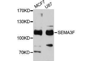 Western blot analysis of extracts of various cell lines, using SEMA3F antibody (ABIN4905112) at 1:3000 dilution. (SEMA3F anticorps)