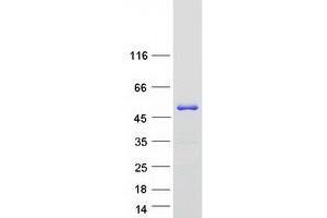 Validation with Western Blot (APOA4 Protein (Myc-DYKDDDDK Tag))
