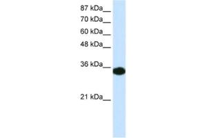 Western Blotting (WB) image for anti-Homeobox D4 (HOXD4) antibody (ABIN2460209) (HOXD4 anticorps)