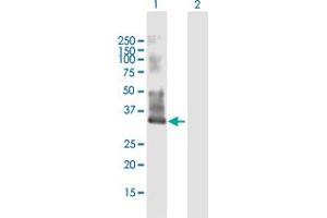 Western Blot analysis of MYEOV2 expression in transfected 293T cell line by MYEOV2 MaxPab polyclonal antibody. (MYEOV2 anticorps  (AA 1-252))