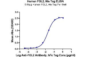 Immobilized Human FGL2, His Tag at 0. (FGL2 Protein (AA 205-439) (His-Avi-DYKDDDDK Tag))