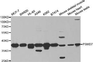 Western blot analysis of extracts of various cell lines, using PSMD7 antibody (ABIN5973092) at 1/1000 dilution. (PSMD7 anticorps)