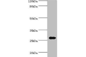 Western blot All lanes: CRISP2 antibody at 12 μg/mL + Rat gonad tissue Secondary Goat polyclonal to rabbit IgG at 1/10000 dilution Predicted band size: 28, 32 kDa Observed band size: 28 kDa (CRISP2 anticorps  (AA 22-243))