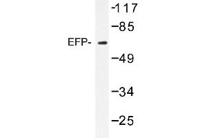 Image no. 1 for anti-Tripartite Motif Containing 25 (TRIM25) antibody (ABIN272231) (TRIM25 anticorps)