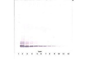 Image no. 2 for anti-Defensin, beta 104A (DEFB104A) antibody (ABIN465325) (DEFB104A anticorps)