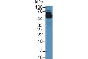 Western Blot; Sample: Human A549 cell lysate; Primary Ab: 5µg/ml Rabbit Anti-Mouse TrxR1 Antibody Second Ab: 0.
