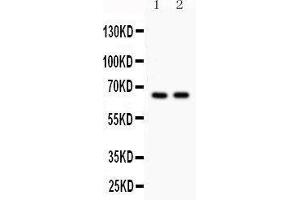 Anti- Cdc25B Picoband antibody, Western blotting All lanes: Anti Cdc25B  at 0. (CDC25B anticorps  (AA 119-248))