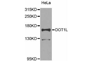 Western blot analysis of extracts of HeLa cells, using DOT1L antibody (ABIN5974758) at 1/1000 dilution. (DOT1L anticorps)