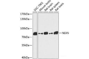 Western blot analysis of extracts of various cell lines using NEXN Polyclonal Antibody at dilution of 1:3000. (NEXN anticorps)