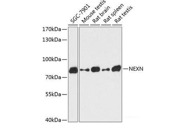 NEXN antibody