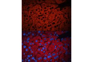 Immunofluorescence analysis of mouse liver using PEX19 antibody (ABIN6132479, ABIN6145463, ABIN6145464 and ABIN6221140) at dilution of 1:100.