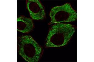 Immunofluorescent staining of A549 cell reacted with TUBB monoclonal antibody  at 1:25 dilution.