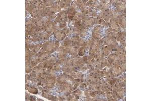 Immunohistochemical staining of human pancreas with DRP2 polyclonal antibody  shows moderate cytoplasmic positivity in exocrine glandular cells. (DRP2 anticorps)