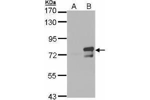 WB Image Western Blot analysis of ARNTL expression in transfected 293T cell line by ARNTL polyclonal antibody. (ARNTL anticorps)