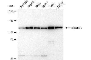 Western blotting analysis using Importin 9 antibody (ABIN7799024). (Recombinant Importin 9 anticorps)