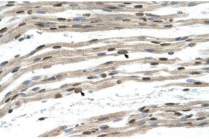 Human Muscle (SIL1 anticorps  (N-Term))