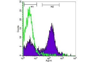 Mouse spleen cells probed with Rabbit Anti-CDK1 Polyclonal Antibody, PE Conjugated  at 1:50 for 30 minutes