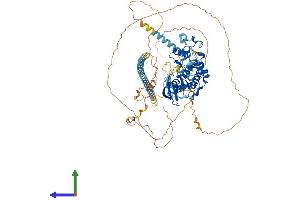 AlphaFold protein structure predicition of Human Recombinant CDK11B Protein, UniprotID P21127