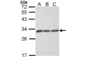 WB Image Sample (30 ug of whole cell lysate) A: 293T B: A431 , C: H1299 12% SDS PAGE antibody diluted at 1:1000 (ERP29 anticorps)