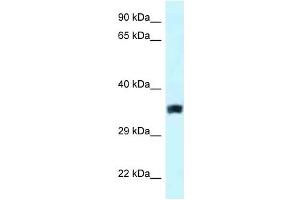 Western Blot showing SLC25A33 antibody used at a concentration of 1. (SLC25A33 anticorps  (Middle Region))