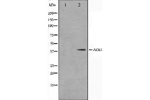 Western blot analysis on 293 cell lysate using AOS1 Antibody,The lane on the left is treated with the antigen-specific peptide. (SAE1 anticorps  (Internal Region))