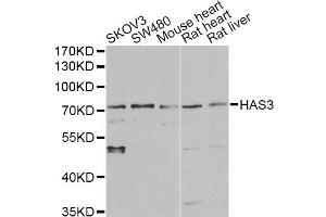 Western blot analysis of extracts of various cell lines, using HAS3 antibody. (HAS3 anticorps)