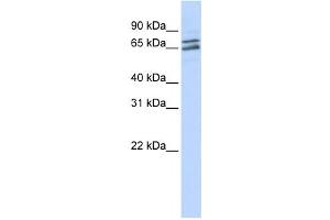 Western Blotting (WB) image for anti-Poly(A) Polymerase gamma (PAPOLG) antibody (ABIN2458544) (PAPOLG anticorps)