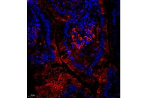Immunofluorescent analysis of paraffin embedded mouse small intestine using CUBN (ABIN7073601) at dilution of 1: 650