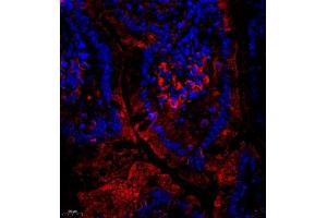 Immunofluorescent analysis of paraffin embedded mouse small intestine using CUBN (ABIN7073601) at dilution of 1: 650 (CUBN anticorps)