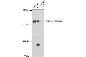 Western blot analysis of extracts of various cell lines, using PLC beta 3 (PLC beta 3 (PLCB3)) antibody (ABIN6134972, ABIN6145749, ABIN6145750 and ABIN6214407) at 1:1000 dilution. (PLCB3 anticorps  (AA 1050-1150))