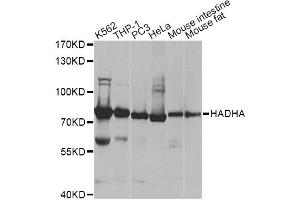 Western blot analysis of extracts of various cell lines, using HADHA antibody. (HADHA anticorps)