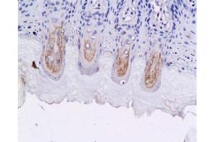 Formalin-fixed and paraffin embedded fungiform papillae of rat tongue labeled with Anti-GLP-1 (7-36) Polyclonal Antibody, Unconjugated 1:200 followed by conjugation to the secondary antibody and DAB staining (GLP-1 anticorps  (AA 7-36))