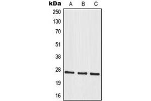 Western blot analysis of MRPS34 expression in A549 (A), HuvEc (B), U251MG (C) whole cell lysates. (MRPS34 anticorps  (C-Term))