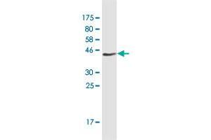 Western Blot detection against Immunogen (37.