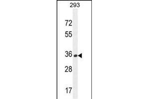 OR10H1 Antibody (C-term) (ABIN654815 and ABIN2844488) western blot analysis in 293 cell line lysates (35 μg/lane).