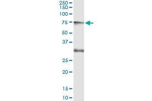 Immunoprecipitation of CREB5 transfected lysate using anti-CREB5 monoclonal antibody and Protein A Magnetic Bead , and immunoblotted with CREB5 MaxPab rabbit polyclonal antibody.