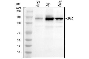 Western blot analysis of CD22 using anti-CD22 antibody (ABIN3043390). (CD22 anticorps  (C-Term))