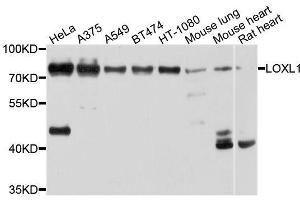 Western blot analysis of extracts of various cell lines, using LOXL1 antibody. (LOXL1 anticorps  (AA 95-370))