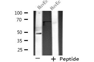 Western blot analysis of extracts from HuvEc cells using SIRPB1 antibody. (SIRPB1 anticorps)