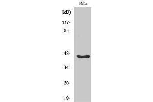 Western Blotting (WB) image for anti-serpin Peptidase Inhibitor, Clade B (Ovalbumin), Member 12 (SERPINB12) (Internal Region) antibody (ABIN3177378) (SERPINB12 anticorps  (Internal Region))