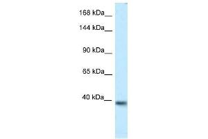Western Blot showing Kcnq2 antibody used at a concentration of 1. (KCNQ2 anticorps  (Middle Region))