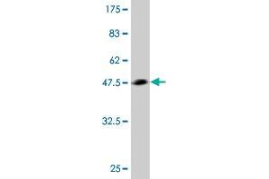 Western Blot detection against Immunogen (43.