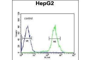 YLAT2 Antibody (C-term) (ABIN651493 and ABIN2840266) flow cytometric analysis of HepG2 cells (right histogram) compared to a negative control cell (left histogram). (SLC7A6 anticorps  (C-Term))