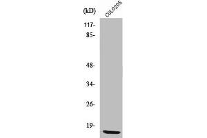 Western Blot analysis of COLO205 cells using Ribosomal Protein L36 Polyclonal Antibody (RPL36 anticorps  (Internal Region))