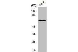 Western Blot analysis of HuvEc cells using Epsin 2 Polyclonal Antibody (Epsin 2 anticorps  (Internal Region))